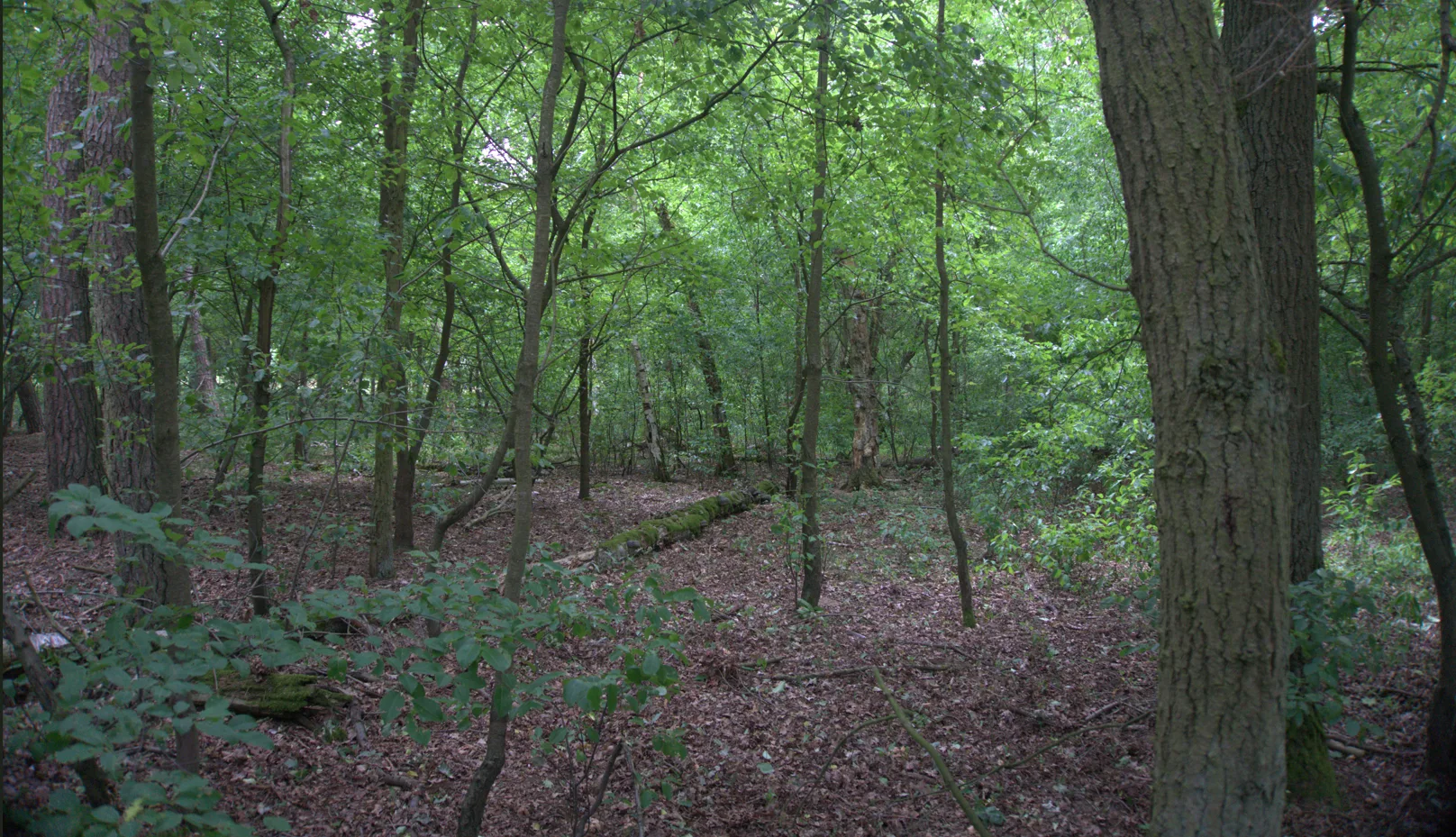 Grundstücksmedium 1