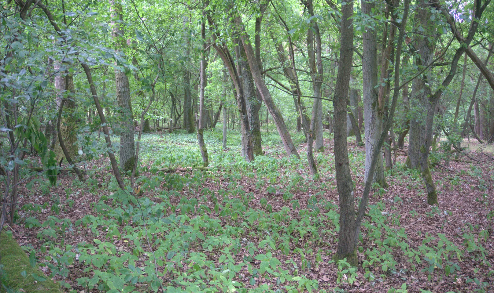 Grundstücksmedium 3