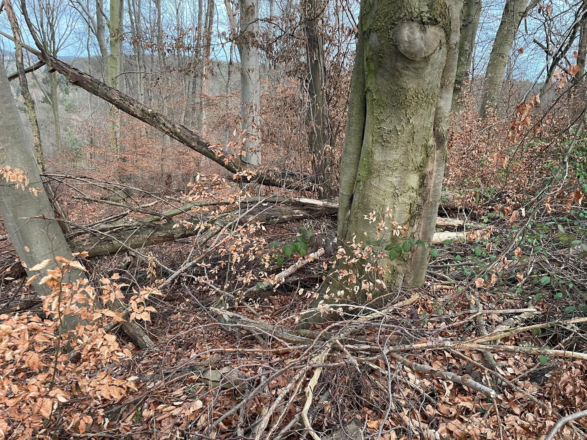 Grundstücksmedium 5